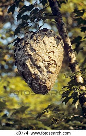 Large Hornet Nest Vespula Maculifrons In Tree View Large Photo Image Picture - Large Hornet Nest Vespula Maculifrons In Tree. Fotosearch