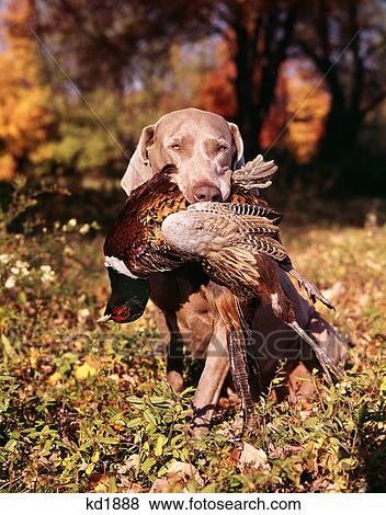Weimaraner Hunting Dog Retrieving RingNeck Pheasant View Large Photo Image Stock Photo - Weimaraner Hunting Dog Retrieving RingNeck Pheasant. Fotosearch