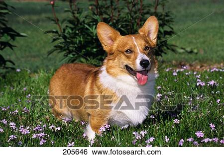 Welsh Pembroke Corgi Sitting In Grass View Large Photo Image Stock Photograph - Welsh Pembroke Corgi Sitting In Grass. Fotosearch