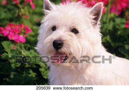 West Highland Terrier Head Shot View Large Photo Image Stock Photo - West Highland Terrier Head Shot. Fotosearch