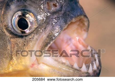 Yellow Piranha Pygocentrus Piraya With Opened Mouth South America View Large Photo Image Picture - Yellow Piranha Pygocentrus Piraya With Opened Mouth South America. Fotosearch