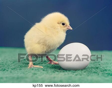 Stock Photography - 1950S Baby Chick And Egg . Fotosearch
