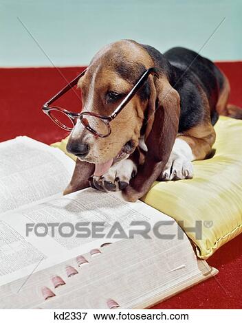 1960S 1970S Basset Hound With Sad Eyes Wearing Pair Eyeglasses Reading A Book Dictionary View Large Photo Image Stock Photo - 1960S 1970S Basset Hound With Sad Eyes Wearing Pair Eyeglasses Reading A Book Dictionary. Fotosearch