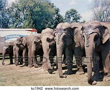 1970S Seven Circus Indian Elephants Elephas Maximus Indicus Standing In A Row Line View Large Photo Image Stock Image - 1970S Seven Circus Indian Elephants Elephas Maximus Indicus Standing In A Row Line. Fotosearch