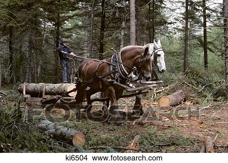 Picture - 1980S Young Man Logging With Team Of Draft Horses Woolwich Maine Usa. Fotosearch