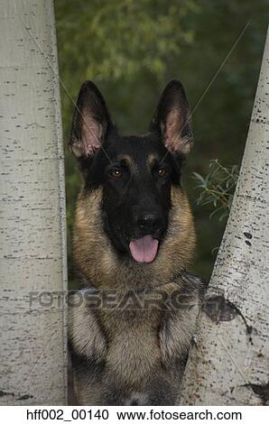 2010S German Shepherd Dog Looking Through Trunks Of Aspen View Large Photo Image Stock Image - 2010S German Shepherd Dog Looking Through Trunks Of Aspen. Fotosearch