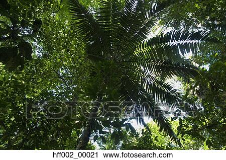 Stock Image - 2010S Looking Up Into A Welfia Palm Tree. Fotosearch