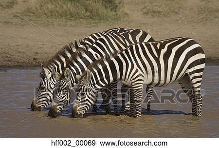 3 Burchell'S Zebras In Waterhole Drinking View Large Photo Image Stock Photo - 3 Burchell'S Zebras In Waterhole Drinking. Fotosearch