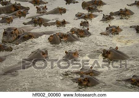 A Pod Of Hippos In Water View Large Photo Image Stock Image - A Pod Of Hippos In Water. Fotosearch