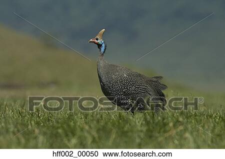 Stock Image - African Helmeted Guineafowl. Fotosearch