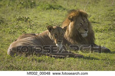 African Lion And Lioness Laying Together View Large Photo Image Stock Photo - African Lion And Lioness Laying Together. Fotosearch