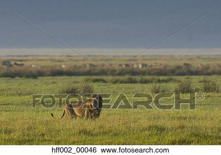 African Lion Standing In Plains View Large Photo Image Stock Photograph - African Lion Standing In Plains. Fotosearch
