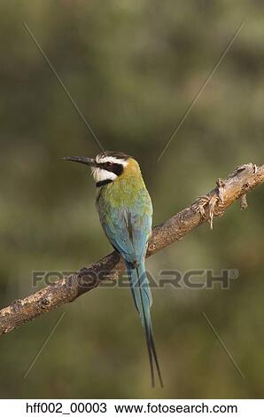 African White-Throated Bee-Eater Bird Sitting On Branch View Large Photo Image Stock Image - African White-Throated Bee-Eater Bird Sitting On Branch. Fotosearch