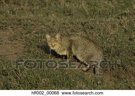 Stock Photo - African Wild Cat Stopped In His Tracks Looking At Camera. Fotosearch