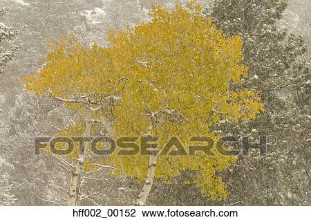 Aspen Trees In Yellow Autumn Color During Snow Fall View Large Photo Image Stock Image - Aspen Trees In Yellow Autumn Color During Snow Fall. Fotosearch
