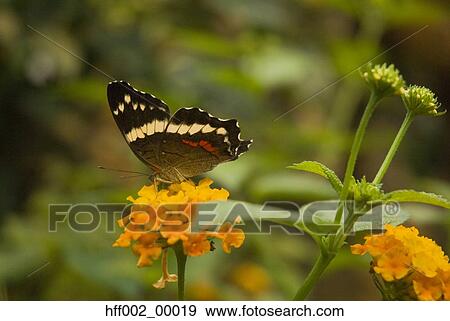 Banded Peacock Butterfly On Orange Flower View Large Photo Image Stock Photo - Banded Peacock Butterfly On Orange Flower. Fotosearch
