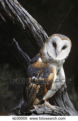 Barn Owl Tyto Alba Worldwide Range High Desert Museum Oregon View Large Photo Image Stock Photography - Barn Owl Tyto Alba Worldwide Range High Desert Museum Oregon. Fotosearch