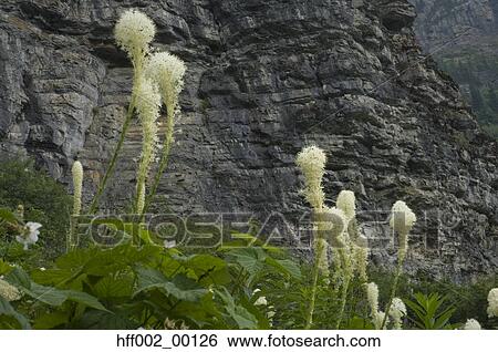Bear Grass By Going-To-The-Sun-Road Glacier National Park Montana Usa View Large Photo Image Stock Photograph - Bear Grass By Going-To-The-Sun-Road Glacier National Park Montana Usa. Fotosearch