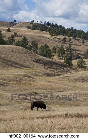 Bison Grazing Custer State Park South Dakota Usa View Large Photo Image Picture - Bison Grazing Custer State Park South Dakota Usa. Fotosearch