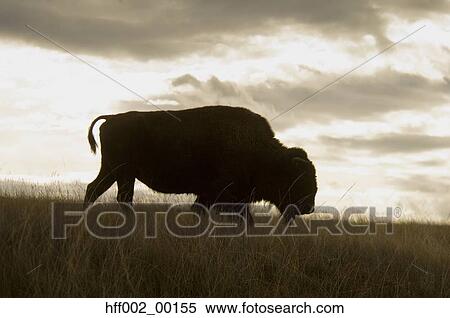 Bison Wlking In Grasslands View Large Photo Image Stock Photography - Bison Wlking In Grasslands. Fotosearch