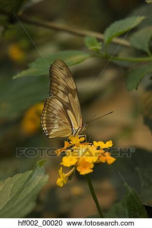 Brown Colored Butterfly On Flower View Large Photo Image Stock Image - Brown Colored Butterfly On Flower. Fotosearch