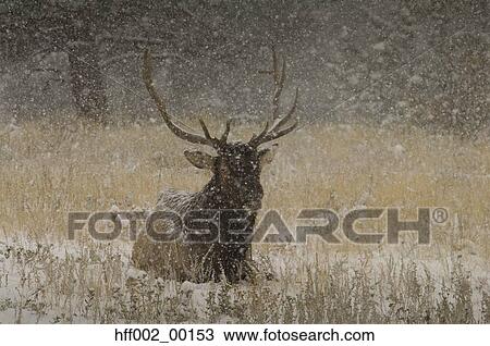 Bull Elk Lying Down During Snowstorm View Large Photo Image Stock Image - Bull Elk Lying Down During Snowstorm. Fotosearch
