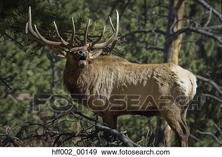Bull Roosevelt Elk Bugling During The Rut View Large Photo Image Stock Photo - Bull Roosevelt Elk Bugling During The Rut. Fotosearch