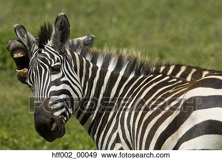 Burchell'S Zebra Behind Other Showing Teeth View Large Photo Image Stock Photo - Burchell'S Zebra Behind Other Showing Teeth. Fotosearch