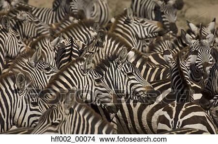 Picture - Burchell'S Zebras Crowded Together In Waterhole. Fotosearch