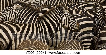 Stock Image - Burchell'S Zebras Crowded Together In Waterhole. Fotosearch