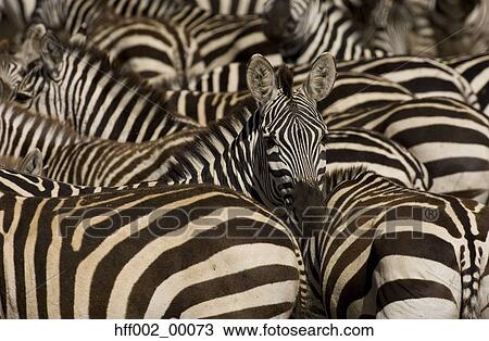 Burchell'S Zebras Crowded Together In Waterhole One Looking At Camera View Large Photo Image Stock Image - Burchell'S Zebras Crowded Together In Waterhole One Looking At Camera. Fotosearch