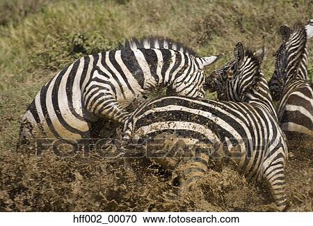 Burchell'S Zebras Running From Waterhole View Large Photo Image Stock Image - Burchell'S Zebras Running From Waterhole. Fotosearch