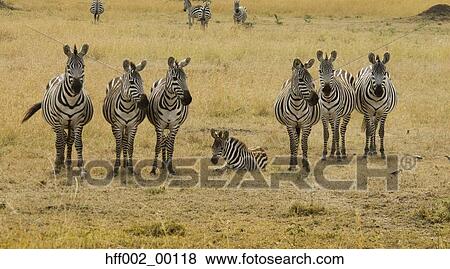 Stock Photo - Burchell'S Zebras Standing On Either Side Of Foal Laying Down. Fotosearch