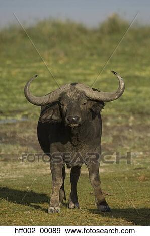 Cape Buffalo Head-On View Large Photo Image Stock Photo - Cape Buffalo Head-On. Fotosearch