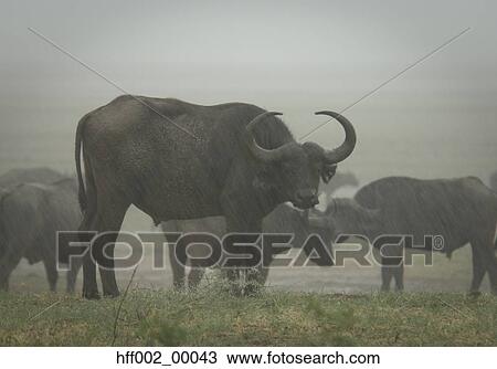 Cape Buffalo In Rain View Large Photo Image Stock Image - Cape Buffalo In Rain. Fotosearch