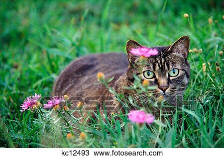 Cat In Grass View Large Photo Image Stock Image - Cat In Grass. Fotosearch