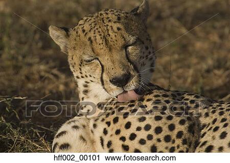 Cheetah Grooming Licking His Spotted Fur View Large Photo Image Stock Image - Cheetah Grooming Licking His Spotted Fur. Fotosearch