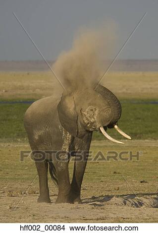 Elephant Dusting View Large Photo Image Picture - Elephant Dusting. Fotosearch