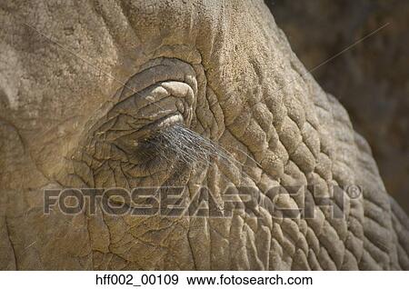 Elephant Eye And Lashes View Large Photo Image Stock Photo - Elephant Eye And Lashes. Fotosearch