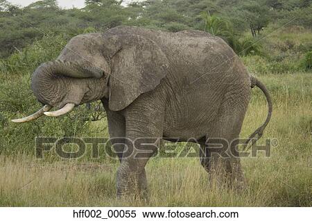 Elephant Feeding In Lush Greener Covering His Eyes With His Trunk View Large Photo Image Stock Photography - Elephant Feeding In Lush Greener Covering His Eyes With His Trunk. Fotosearch