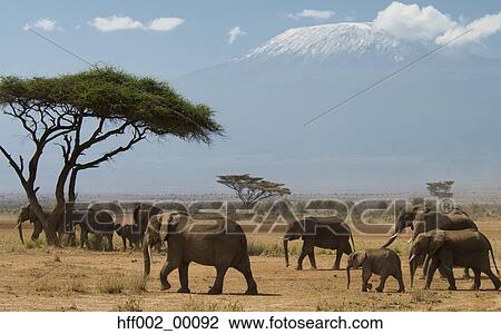 Elephant Herd Walking In Plains With Mt. Kilimanjaro In Background View Large Photo Image Stock Image - Elephant Herd Walking In Plains With Mt. Kilimanjaro In Background. Fotosearch