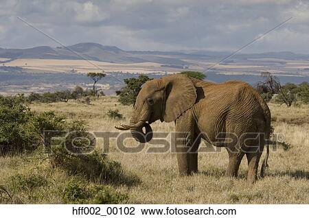 Stock Image - Elephant In Plains. Fotosearch