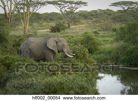 Elephant Near River Feeding View Large Photo Image Picture - Elephant Near River Feeding. Fotosearch