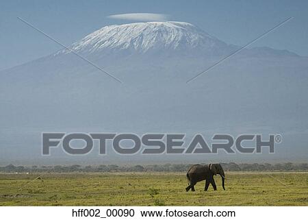 Elephant Walking In Plains With Mt. Kilimanjaro In Background View Large Photo Image Stock Image - Elephant Walking In Plains With Mt. Kilimanjaro In Background. Fotosearch
