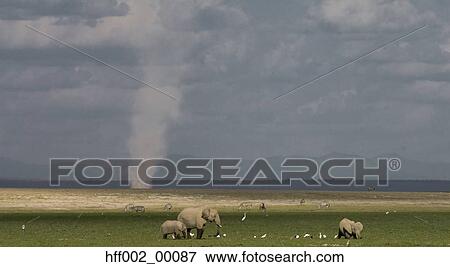 Elephants Grazing In Marsh With Dustdevil Behind View Large Photo Image Stock Photo - Elephants Grazing In Marsh With Dustdevil Behind. Fotosearch