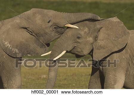 Elephants Greeting With Trunks View Large Photo Image Stock Image - Elephants Greeting With Trunks. Fotosearch