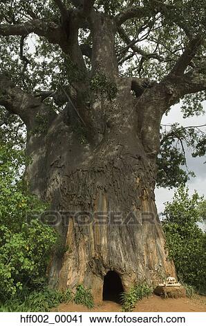 Entrance To A Poacher'S Hide In Baobab Tree View Large Photo Image Stock Image - Entrance To A Poacher'S Hide In Baobab Tree . Fotosearch