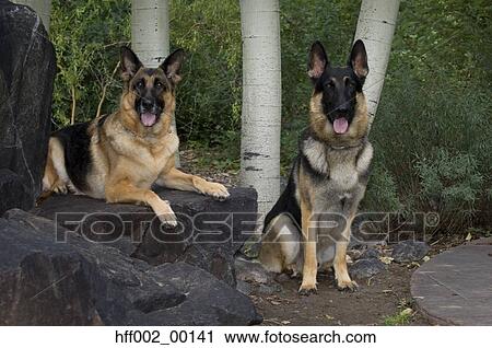 Stock Image - German Shepherd Dogs In Front Of Aspens. Fotosearch
