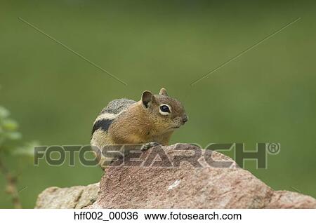 Golden-Mantled Ground Squirrel On Rock View Large Photo Image Stock Photograph - Golden-Mantled Ground Squirrel On Rock. Fotosearch