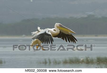Stock Photo - Great White Pelican Flying Preparing To Land Lake Nakuru. Fotosearch